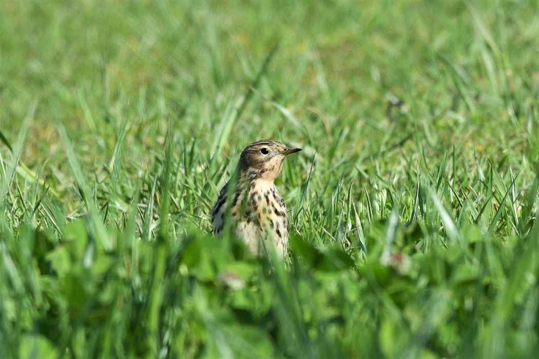 Red-throated Pipit